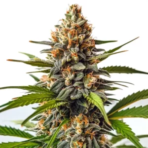 SFV OG x Honey Drop aux têtes compactes vert foncé et pistils orange vif.