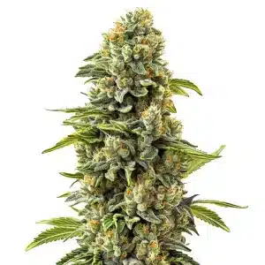 Fleur de cannabis Skunk #1 avec bourgeons épais et pistils orange.