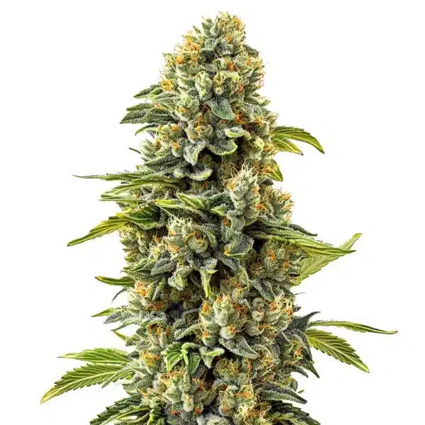 Skunk #1