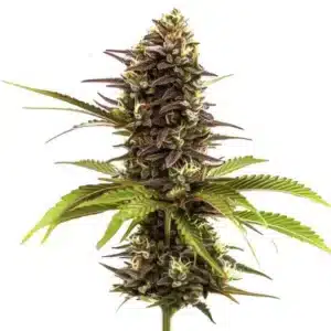 Sleepy Joe aux bourgeons compacts violets foncés et pistils clairs.