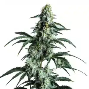 Sour Diesel aux fleurs vert clair résineuses et pistils orange vif.