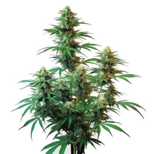 Sour Diesel Auto marijuana plant with frosty buds and orange pistils