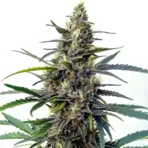 Star Killer Fast Version cannabis plant with vibrant purple and green buds
