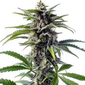 Plante de cannabis Star Killer Regular avec des fleurs résineuses et des nuances violettes