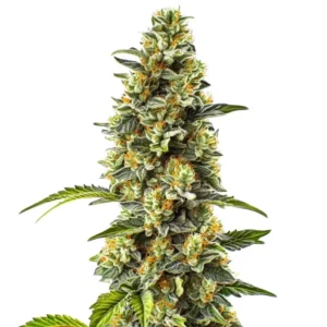 Strawberry Cough, plante de cannabis élancée avec têtes denses, trichomes étincelants et feuilles vert vif.