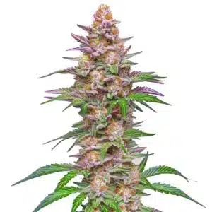 Plante de cannabis Strawberry Pie Auto aux teintes violettes et orangées.