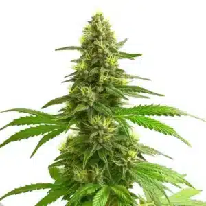 Super Lemon Haze avec fleurs allongées vertes et pistils jaunes.