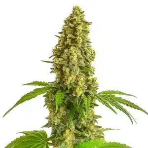 Plante de cannabis Super Lemon Haze Auto avec des bourgeons givrées aux tons citronnés.