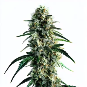Super Silver Haze aux fleurs allongées vert clair et pistils orangés.