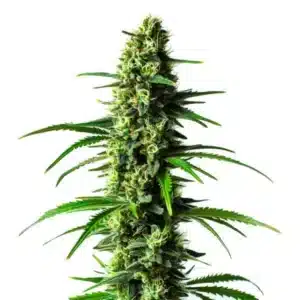 Super Skunk avec bourgeons denses verts et pistils orange vif.