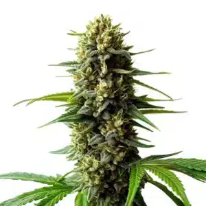 Plante de cannabis Super Skunk Auto aux bourgeons compacts et résineux.