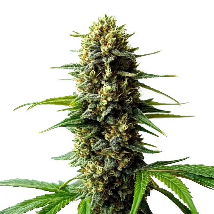 Super Skunk Auto