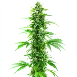 Sweet Island Skunk Fast Version marijuana plant in full bloom