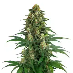 Tangie aux fleurs compactes vertes et pistils orange doré.
