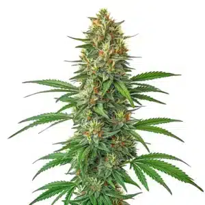 Tangie Auto cannabis plant with citrus-scented buds and bright green foliage.