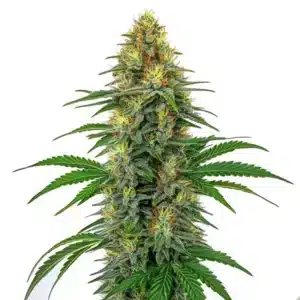 Plante de cannabis Tangie Regular avec des colas élancés et des pistils orange vif