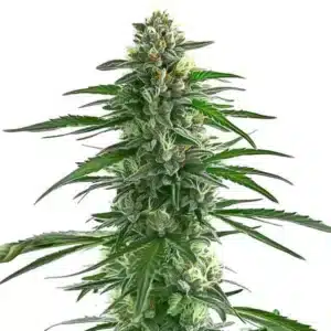 Trainwreck avec têtes allongées vertes et pistils orangés.
