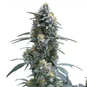 Trainwreck Auto cannabis plant with tall flowering structure and resin-coated buds.