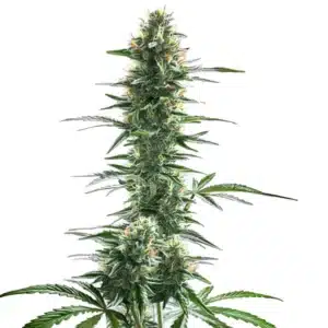 Trainwreck Fast Version cannabis strain with tall central cola