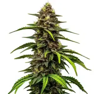 Watermelon Auto cannabis plant with chunky resinous buds and fresh fruity scent.