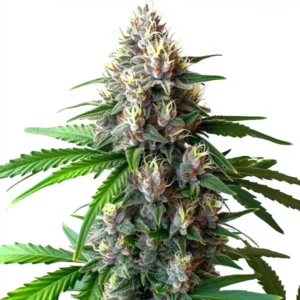 Wedding Cake Autoflower cannabis plant with dense frosty buds and orange pistils