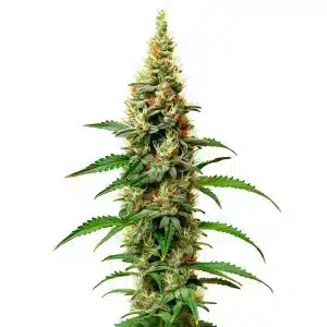 Plante de cannabis White Rhino avec bourgeons compacts recouverts de trichomes.