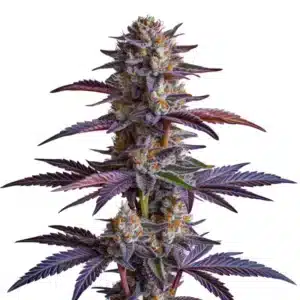 White Runtz cannabis plant with sparkling trichomes and colorful hues.