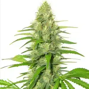 Bourgeons de marijuana White Widow recouverts de trichomes blancs et pistils orange.