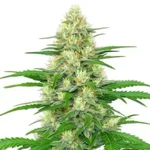 White Widow Autoflower strain with frosty resinous buds and compact growth