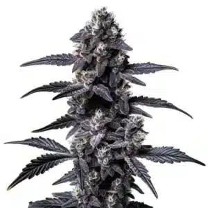 Zoap weed strain with colorful buds and crystal-like resin.