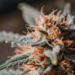Plantes de cannabis en floraison soutenues par un treillis sous lumière chaude.