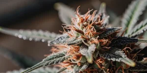Plantes de cannabis en floraison soutenues par un treillis sous lumière chaude.