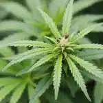 Feuilles de cannabis avec bourgeon central en développement: ph for pot.