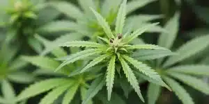Feuilles de cannabis avec bourgeon central en développement: ph for pot.