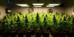 Salle de culture intérieure avec plants de Green Crack Auto sous éclairage LED.