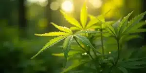 Jeune plant de cannabis avec feuilles partiellement jaunes en forêt.