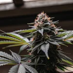 Schéma illustré d’un système d’irrigation nutritive pour la culture du cannabis.