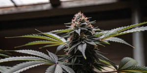 Schéma illustré d’un système d’irrigation nutritive pour la culture du cannabis.