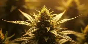 Tête de cannabis 24k Gold en floraison dense sous lumière chaude en intérieur.