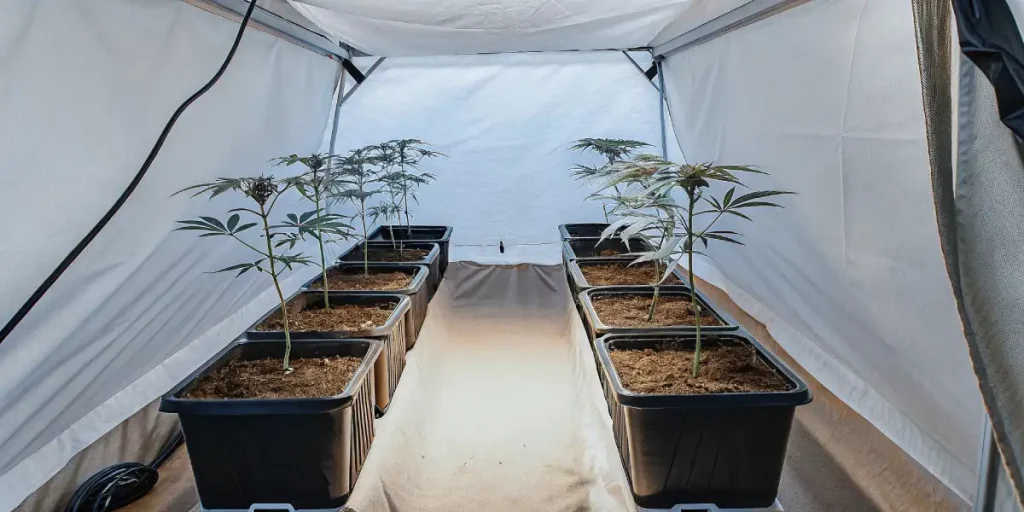 Tête de cannabis mûre avec pistils orange et trichomes denses sous lumière naturelle.