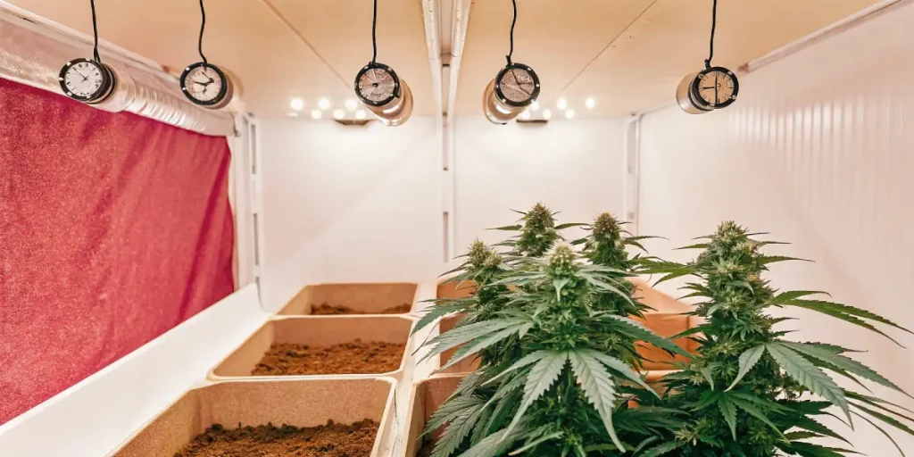 Indoor cannabis plants growing under climate-controlled conditions with humidity and temperature gauges visible.