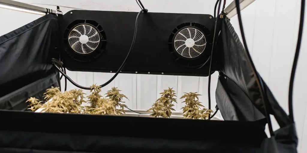 Gros plan sur une tête de cannabis noire recouverte de trichomes et de pistils roses.