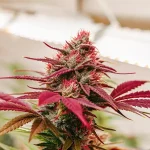 cannabis plant with red leaves and buds growing under grow light