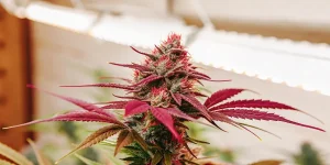 cannabis plant with red leaves and buds growing under grow light
