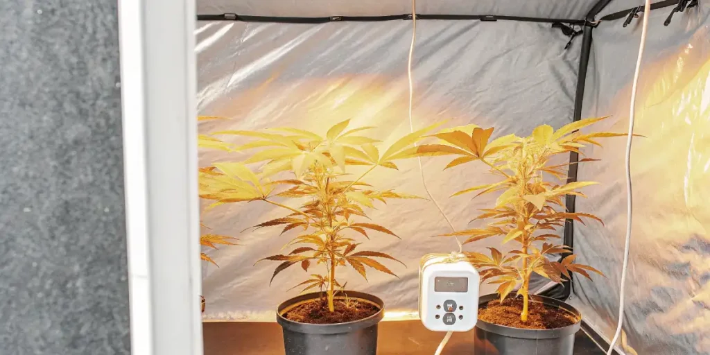 Deux plantes de cannabis cultivées sous lumière artificielle dans une tente de culture.