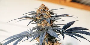 flowering cannabis plant with deep purple-black leaves and dense buds