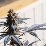 tête florale de cannabis mature avec feuilles bleutées sous lumière naturelle