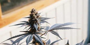 tête florale de cannabis mature avec feuilles bleutées sous lumière naturelle