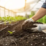 Gardener’s hands mixing rich, dark soil around cannabis seedlings in a greenhouse.