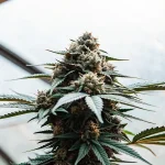 Graines de cannabis disposées sur du papier absorbant humide dans un récipient en plastique.